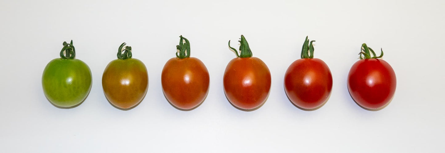 ミニトマトまゆか